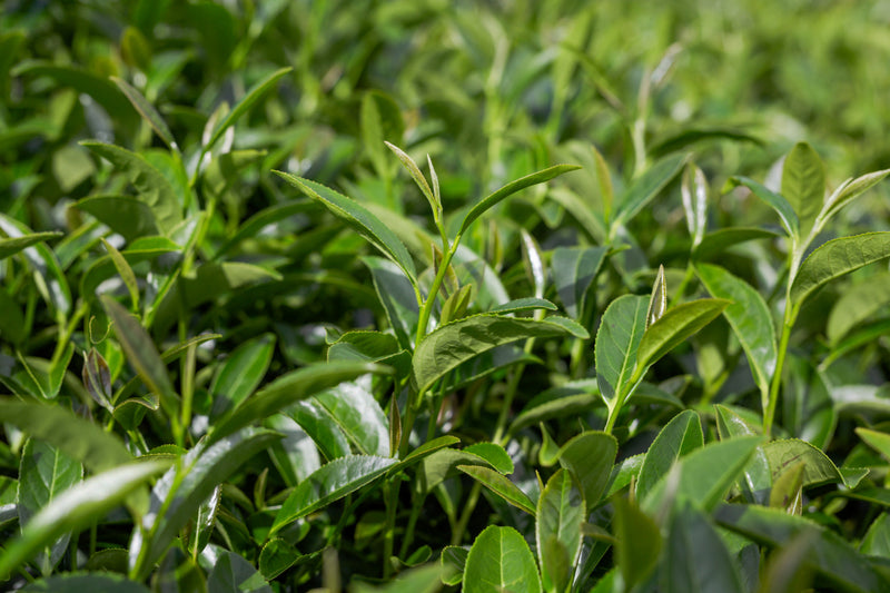 Camellia Sinensis (Green Tea)