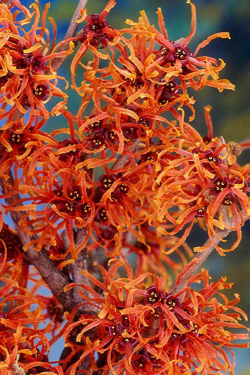 Witch Hazel